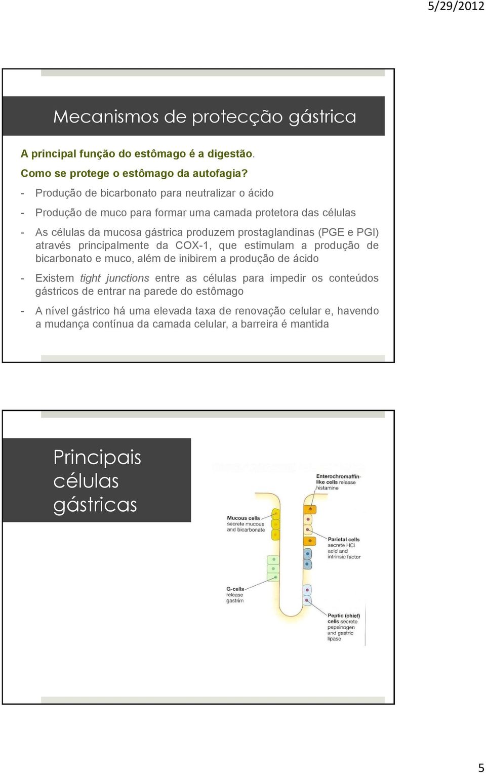 (PGE e PGI) através principalmente da COX-1, que estimulam a produção de bicarbonato e muco, além de inibirem a produção de ácido - Existem tight junctions entre as células