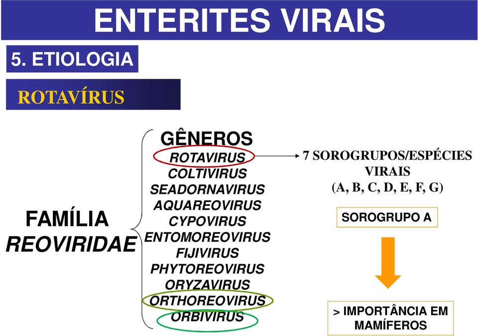 ENTOMOREOVIRUS FIJIVIRUS PHYTOREOVIRUS ORYZAVIRUS ORTHOREOVIRUS