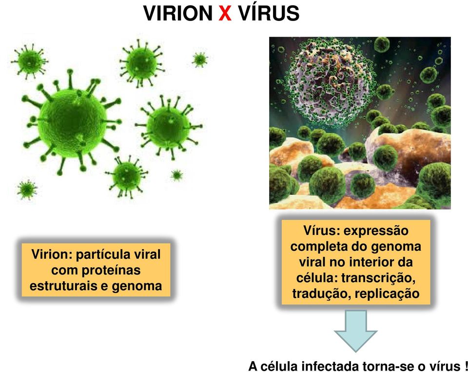 genoma viral no interior da célula: transcrição,