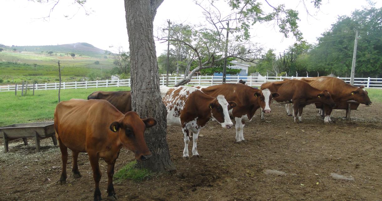 AGRICULTURA E PECUÁRIA A agricultura familiar, por sua importância social, econômica, politica e cultural, se apresenta como segmento capaz de dar melhor resposta aos anseios e necessidades da