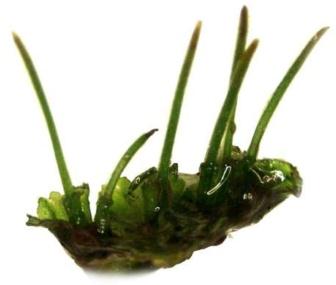 » Hepáticas (Hepatophyta): Gametófitos com corpo achatado, fixam-se ao solo por rizóide e forma uma estrutura
