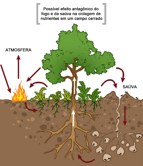 72 Ecologia Figura 7.8 O esquema representa algumas vias de transferência de nutrientes envolvendo o fogo e as formigas saúva (Atta).