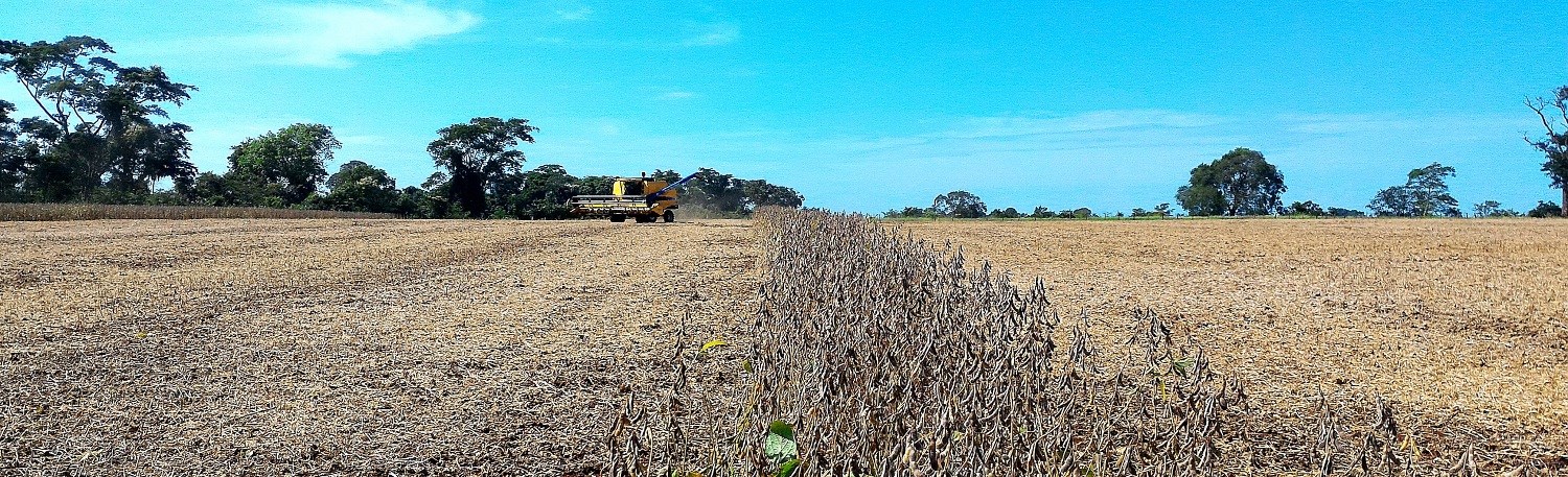 Apesar do nível de chuvas ter ficado abaixo do normal em alguns momentos, as chuvas vieram durante a fase crucial para determinação da produtividade, que se concentra especialmente entre janeiro e