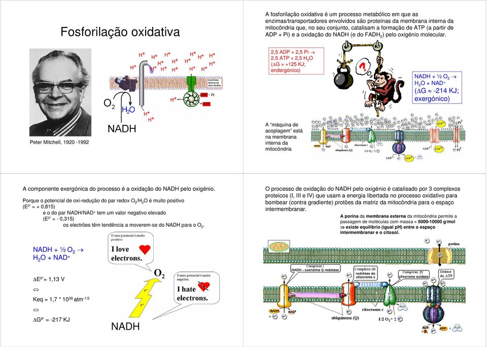 2,5 ADP + 2,5 2,5 + 2,5 H 2 ( G +125 KJ; endergónico) NAD ½ 2 H 2 + NAD + ( G -214 KJ; exergónico) Peter Mitchell, 1920-1992 A máquina de acoplagem está na membrana interna da mitocôndria A