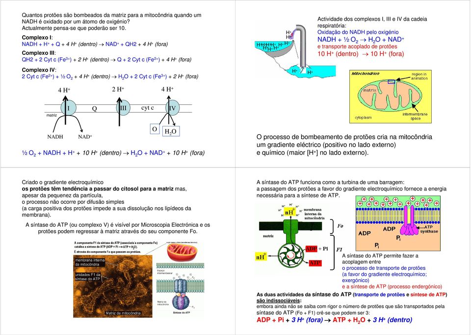 c (Fe 3+ ) + 2 (fora) 4 2 4 + H + Actividade dos complexos I, III e IV da cadeia respiratória: xidação do NADH pelo oxigénio NAD ½ 2 H 2 + NAD + e transporte acoplado de protões 10 (dentro) 10 (fora)