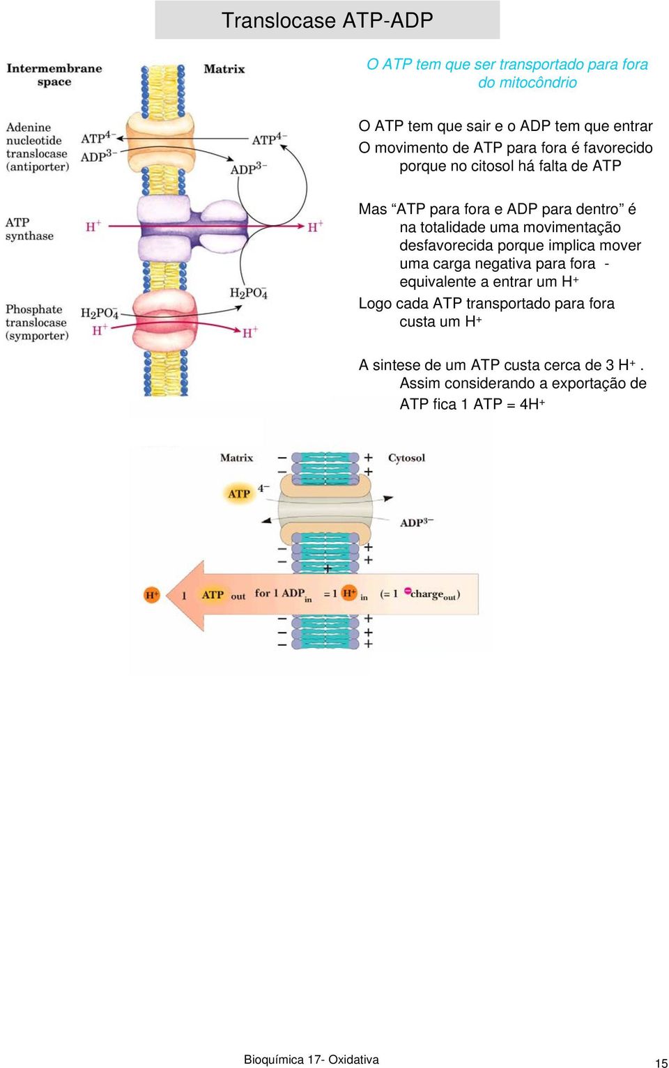 desfavorecida porque implica mover uma carga negativa para fora - equivalente a entrar um H + Logo cada ATP transportado para fora