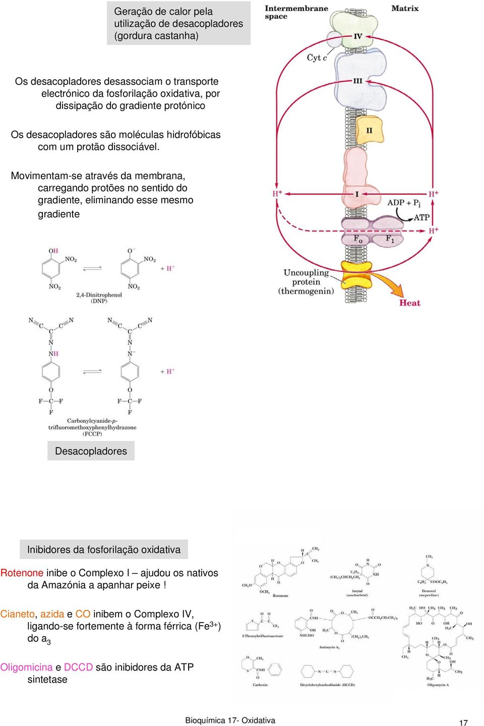 Movimentam-se através da membrana, carregando protões no sentido do gradiente, eliminando esse mesmo gradiente Desacopladores Inibidores da fosforilação oxidativa