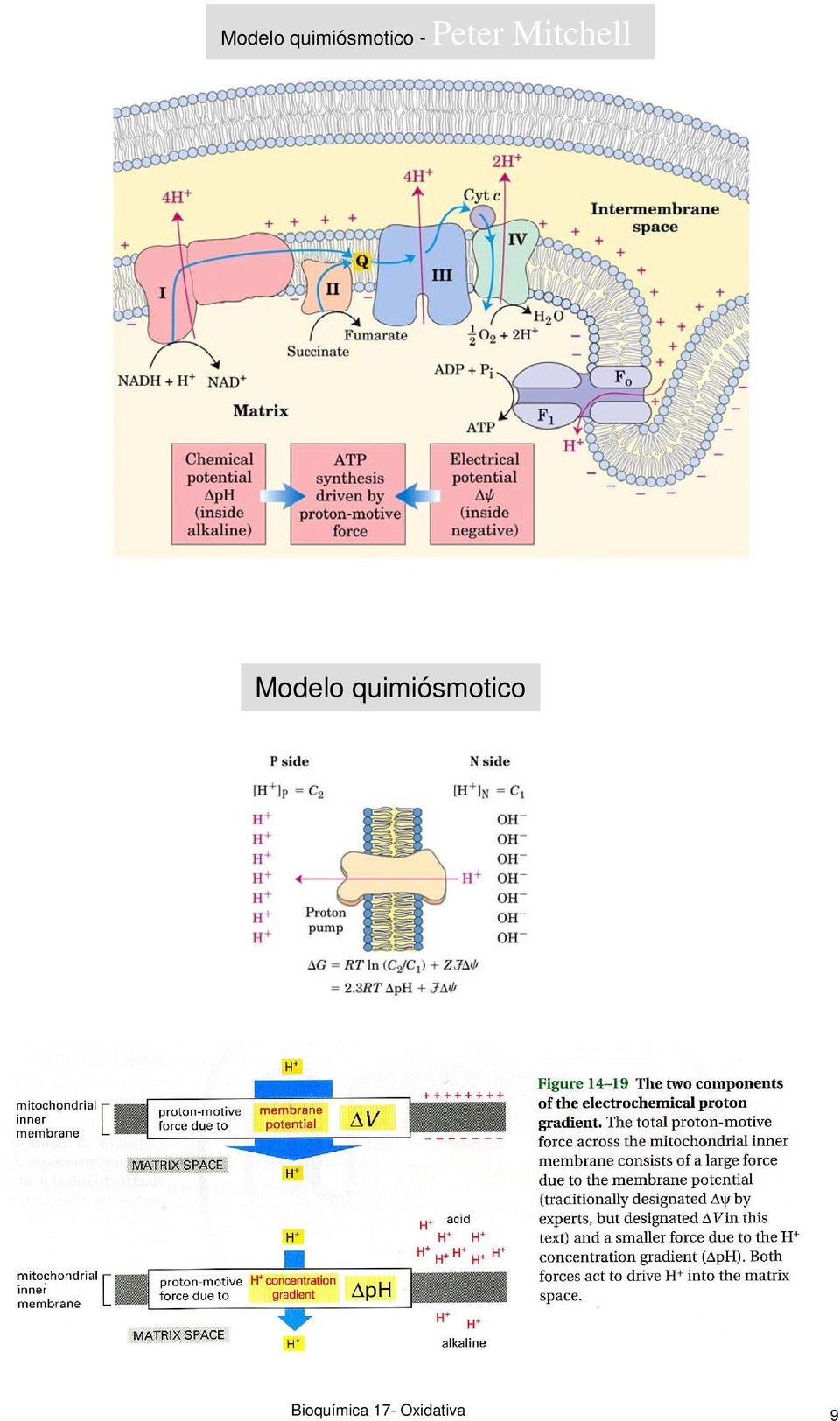 Bioquímica 17-