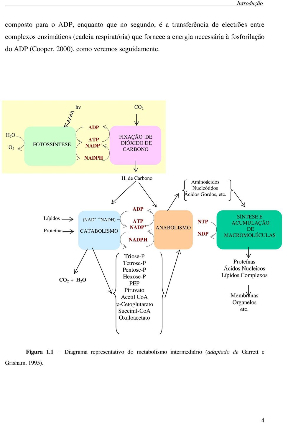 Lípidos Proteínas (NAD + NADH) CATABOLISMO ADP ATP NADP + NADPH ANABOLISMO NTP NDP SÍNTESE E ACUMULAÇÃO DE MACROMOLÉCULAS CO 2 + H 2 O Triose-P Tetrose-P Pentose-P Hexose-P PEP Piruvato Acetil CoA