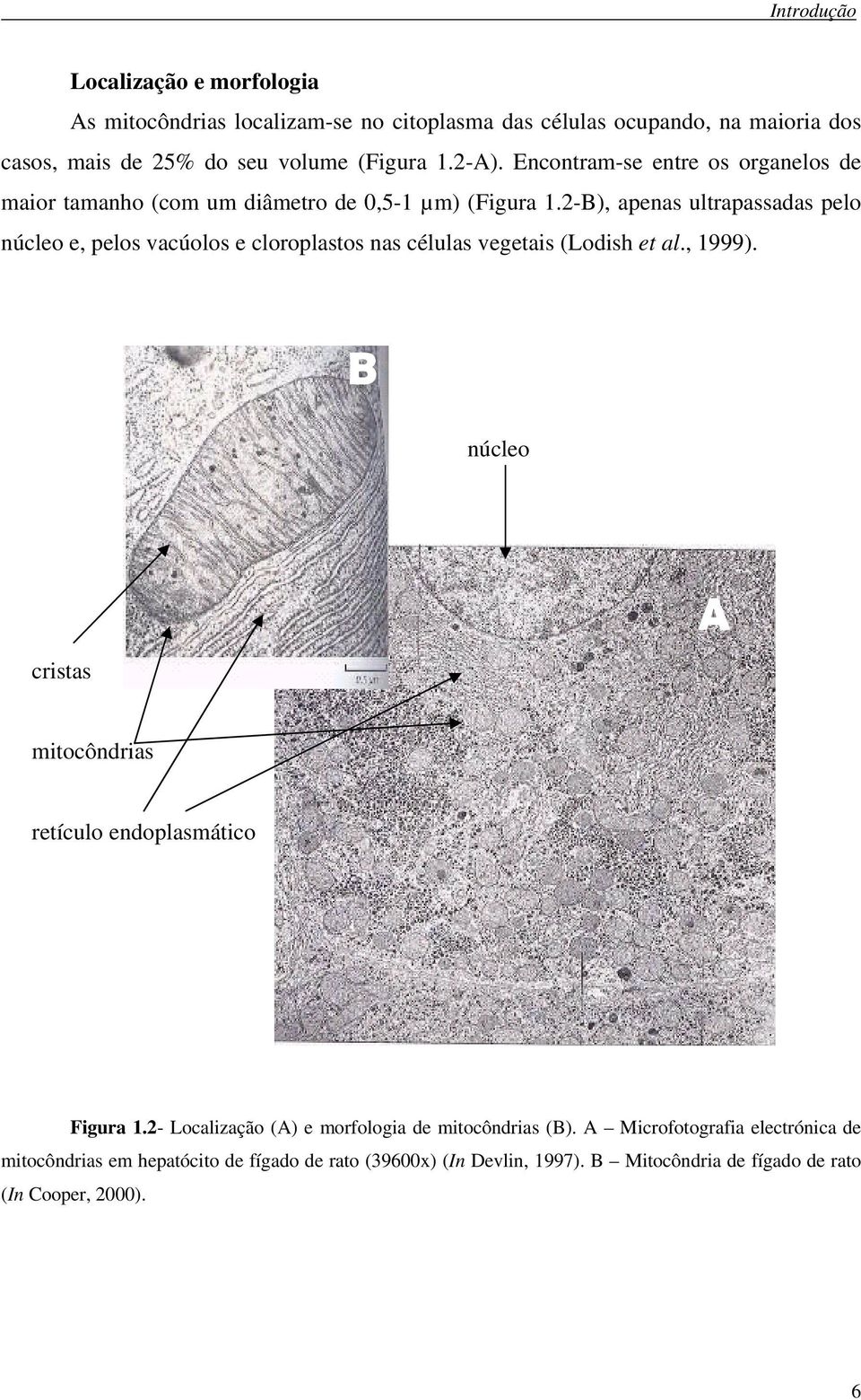 2-B), apenas ultrapassadas pelo núcleo e, pelos vacúolos e cloroplastos nas células vegetais (Lodish et al., 1999).