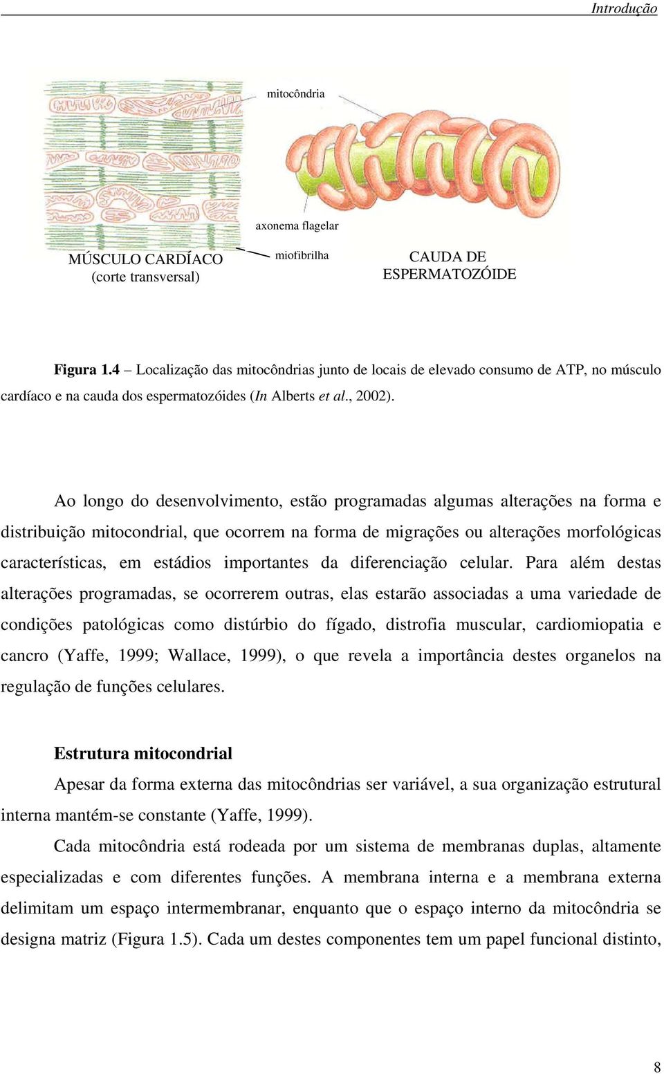 Ao longo do desenvolvimento, estão programadas algumas alterações na forma e distribuição mitocondrial, que ocorrem na forma de migrações ou alterações morfológicas características, em estádios