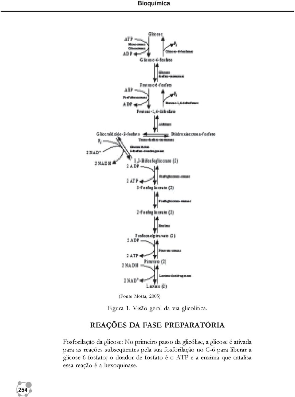 glicose é ativada para as reações subseqüentes pela sua fosforilação no C-6 para liberar