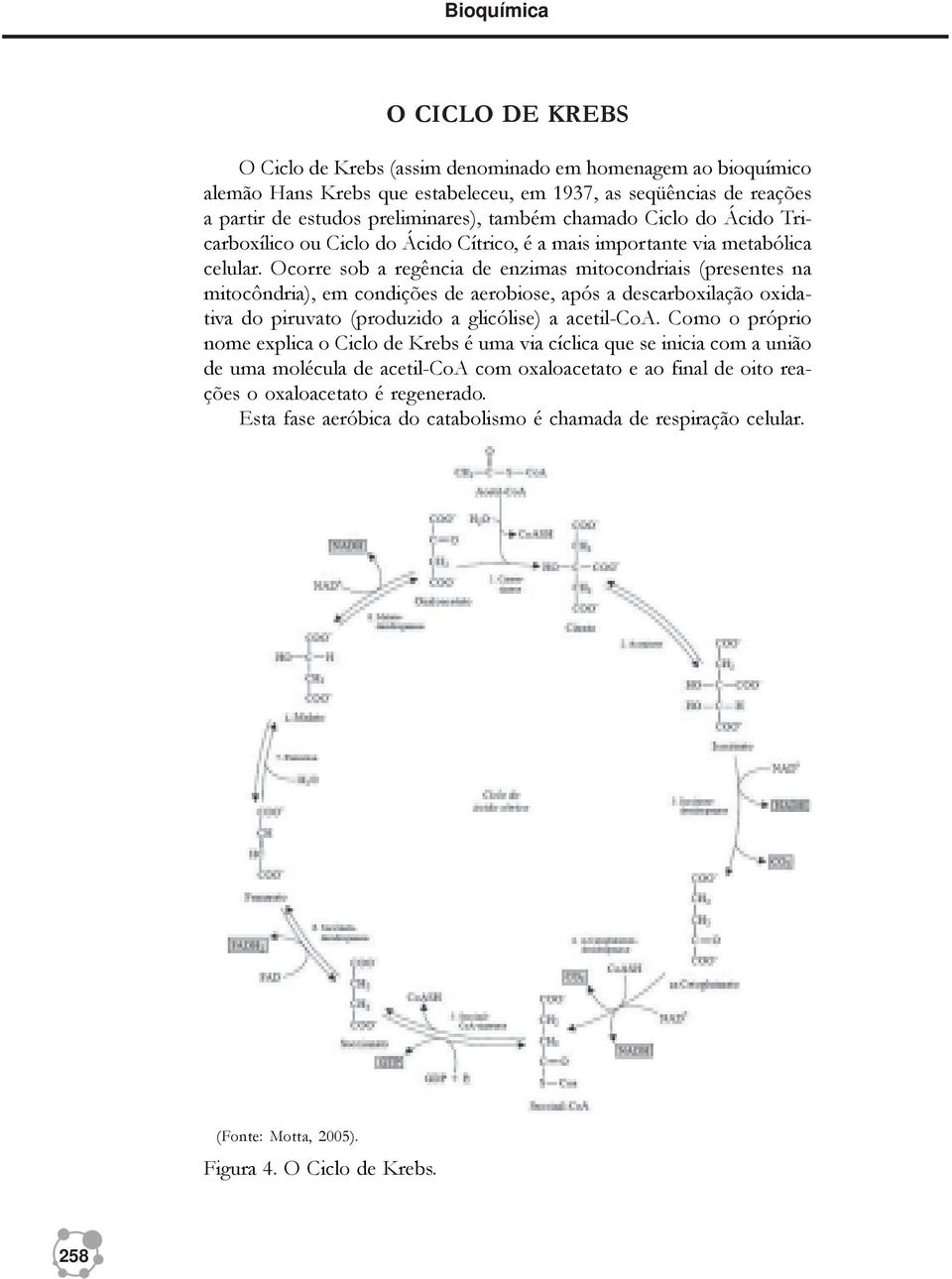 Ocorre sob a regência de enzimas mitocondriais (presentes na mitocôndria), em condições de aerobiose, após a descarboxilação oxidativa do piruvato (produzido a glicólise) a acetil-coa.