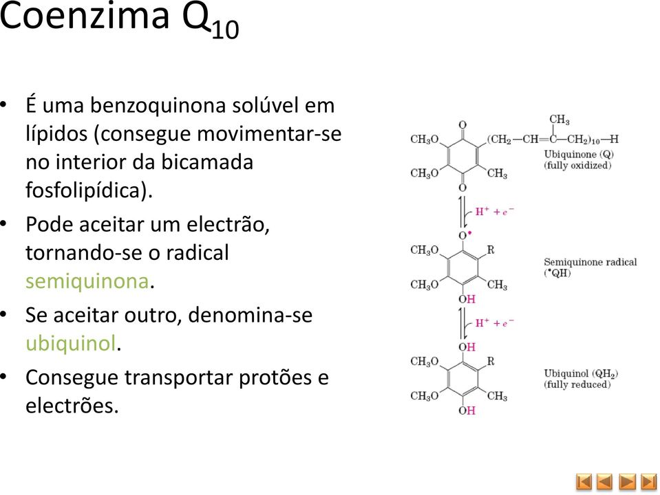 Pode aceitar um electrão, tornando se o radical semiquinona.