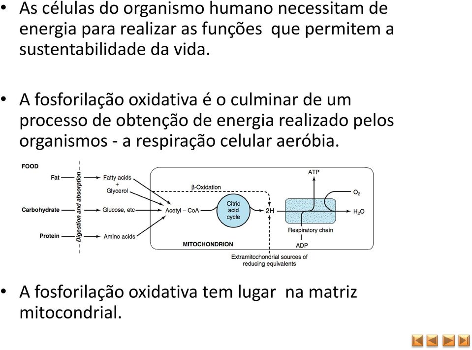 A fosforilação oxidativa é o culminar de um processo de obtenção de energia