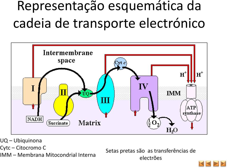 Citocromo C IMM Membrana Mitocondrial