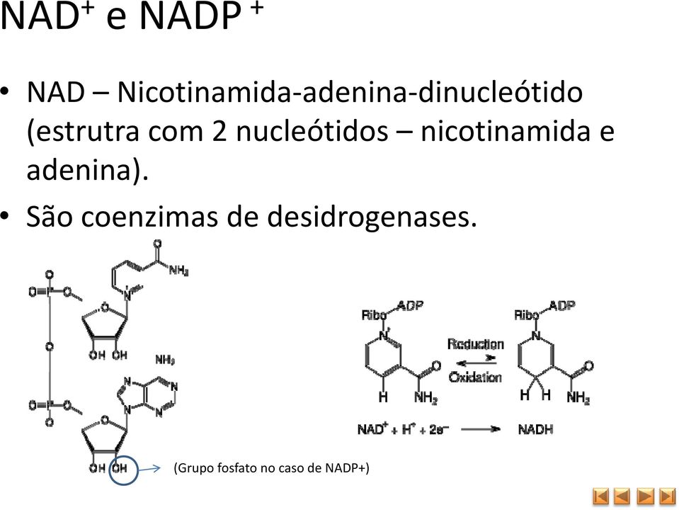 2 nucleótidos nicotinamida e adenina).