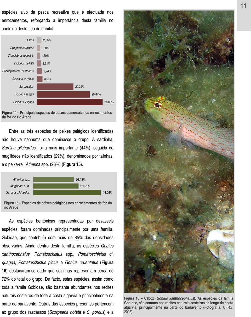 vulgaris 36,60% Figura 14 Principais espécies de peixes demersais nos enrocamentos da foz do rio Arade.