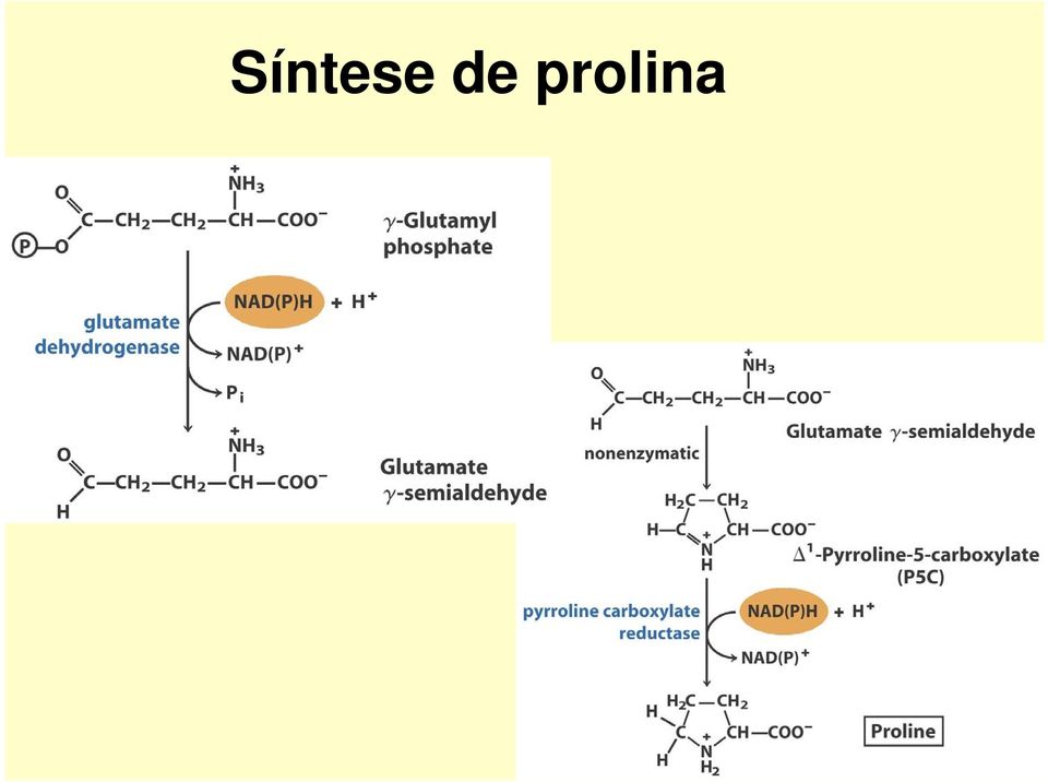 prolina