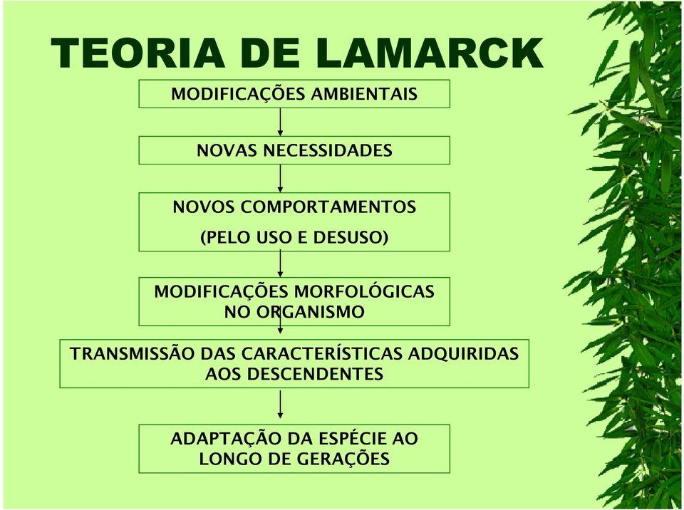 MORFOLÓGICAS NO ORGANISMO TRANSMISSÃO DAS CARACTERÍSTICAS