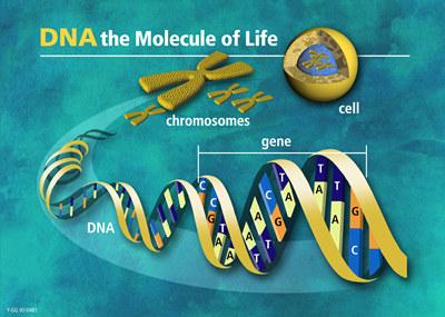 Além disso, o uso e desuso de órgãos não altera a sequência de bases do DNA que será transmitida aos descendentes.