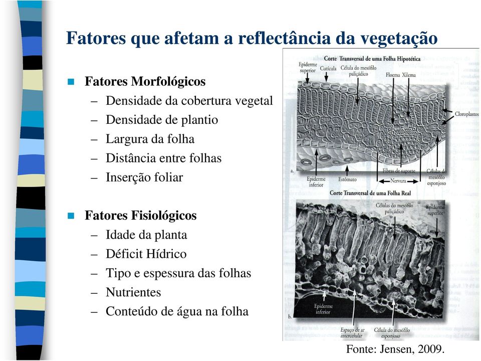 folhas Inserção foliar Fatores Fisiológicos Idade da planta Déficit Hídrico