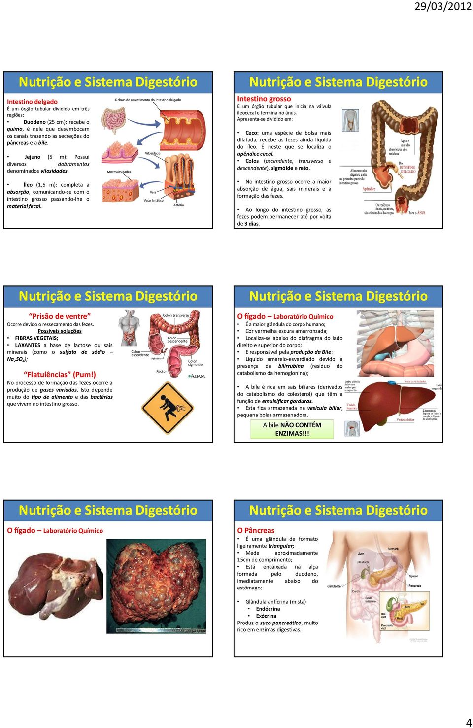 Intestino grosso É um órgão tubular que inicia na válvula ileocecal e termina no ânus. Apresenta-sedividido em: Ceco: uma espécie de bolsa mais dilatada, recebe as fezes ainda líquida do íleo.