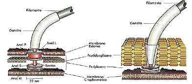 Estrutura dos flagelos Filamento axial dos espiroquetas http://artureduardo.blogspot.com/2008/02/o-nanomundo-revela-as-falhas.