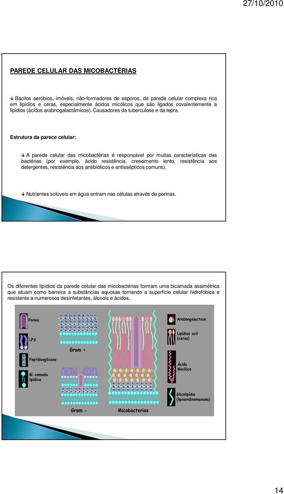 Estrutura da parece celular: A parede celular das micobactérias é responsável por muitas características das bactérias (por exemplo, ácido resistência, crescimento lento, resistência aos detergentes,