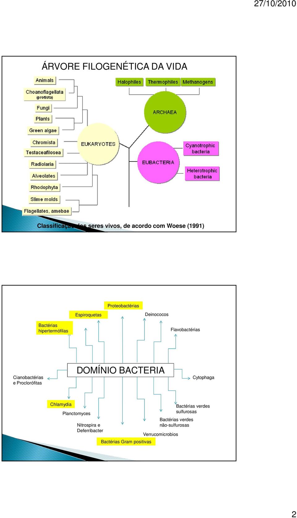 Cianobactérias e Proclorófitas DOMÍNIO BACTERIA Cytophaga Chlamydia Planctomyces Nitrospira e