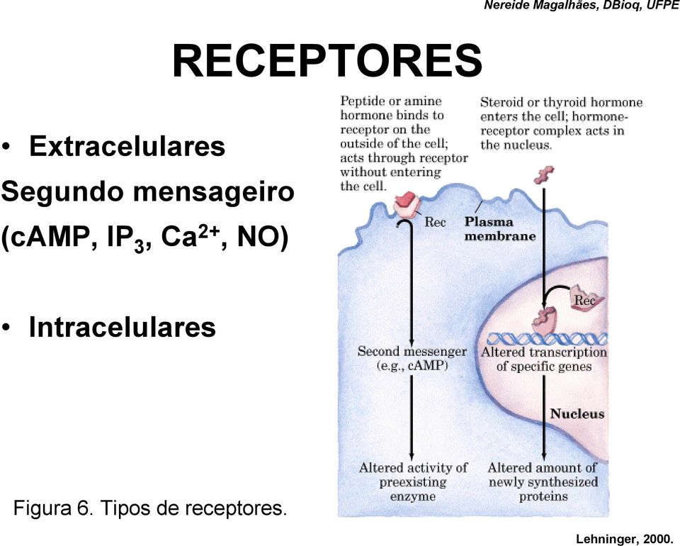 Ca 2+, NO) Intracelulares Figura