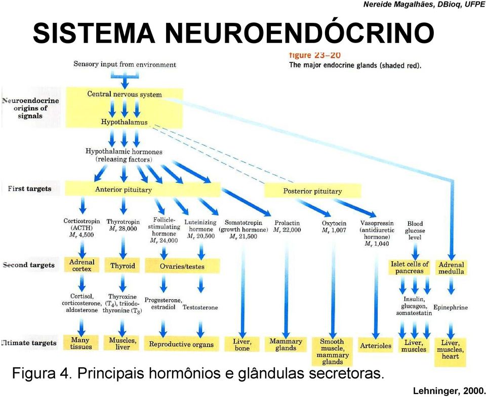 Principais hormônios e