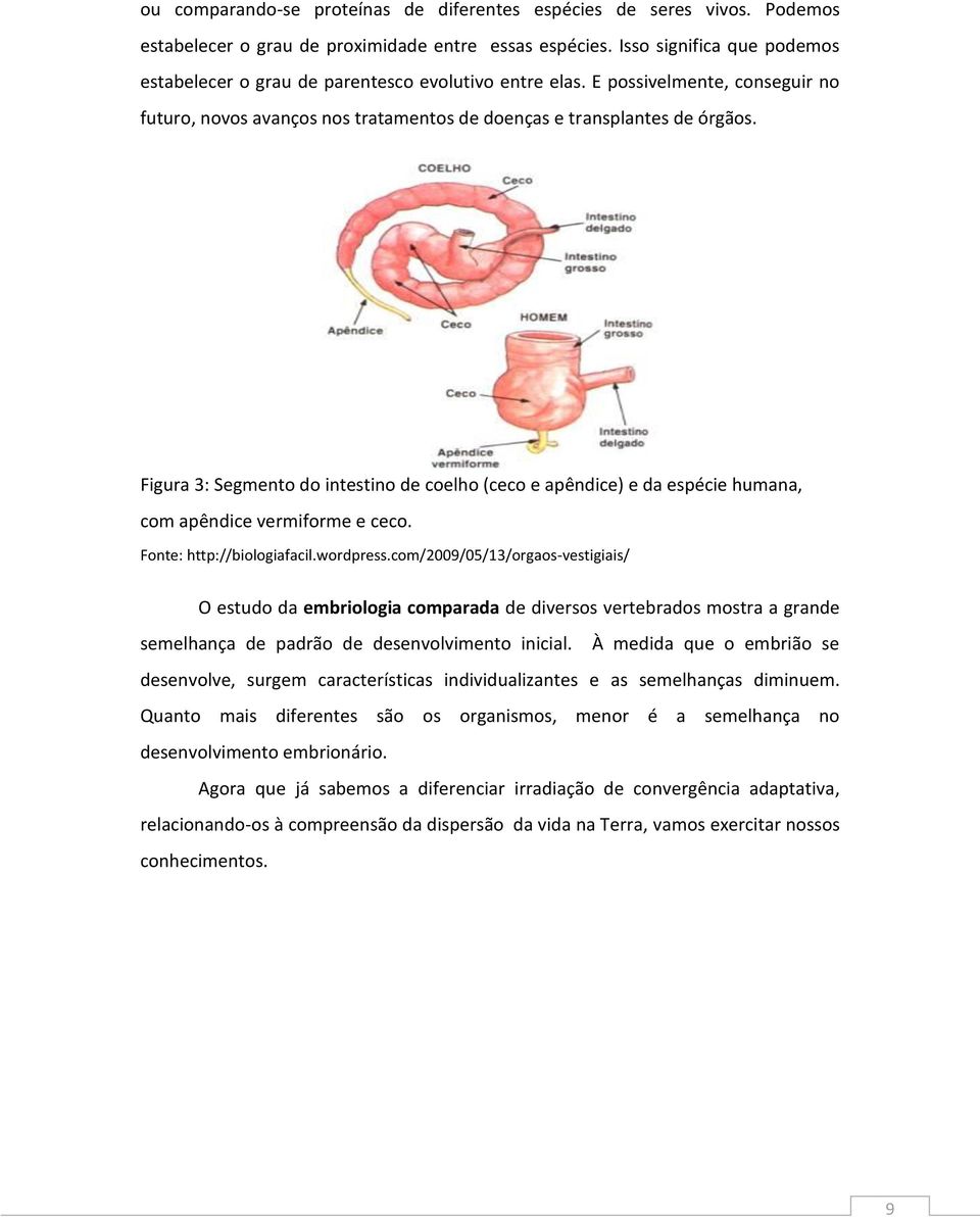 Figura 3: Segmento do intestino de coelho (ceco e apêndice) e da espécie humana, com apêndice vermiforme e ceco. Fonte: http://biologiafacil.wordpress.