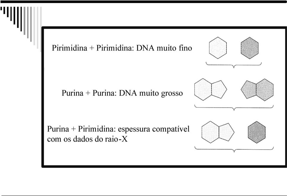 grosso Purina + Pirimidina: