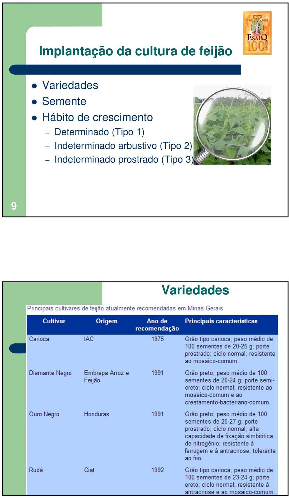 (Tipo 1) Indeterminado arbustivo (Tipo 2)