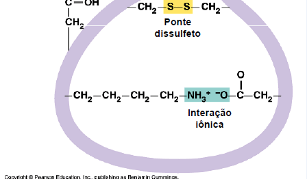 Interações na estrutura terciária Pontes de H entre AA polares com e sem carga Interações hidrofóbicas entre AA