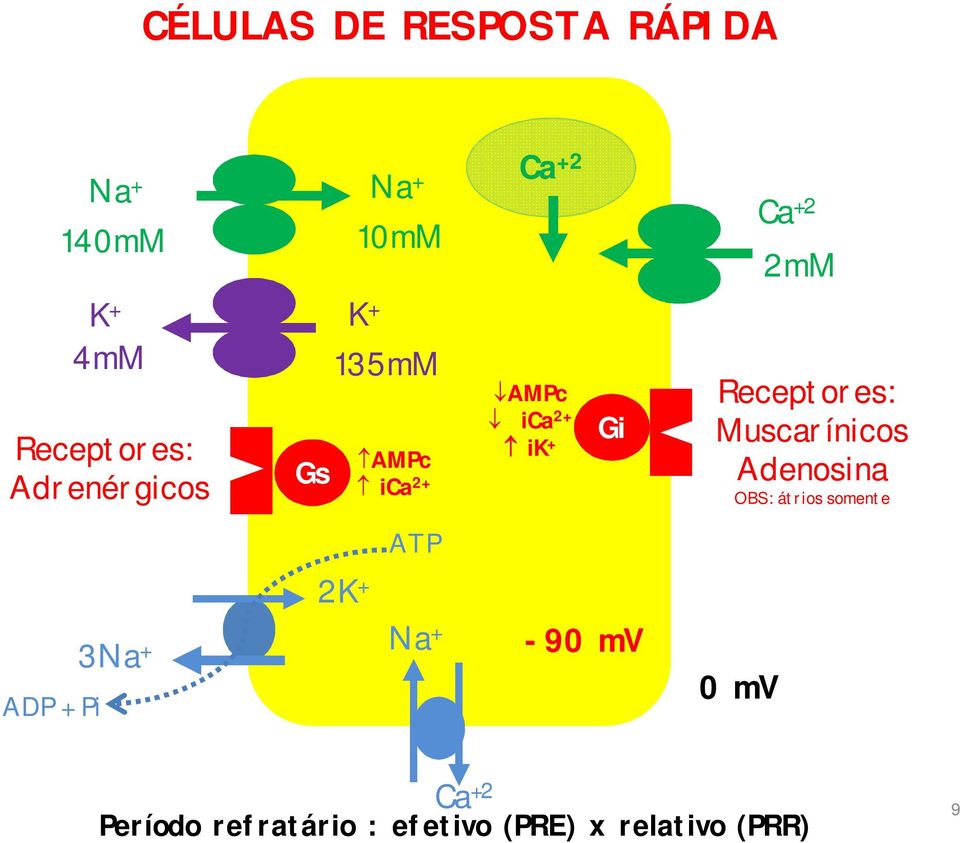 Receptores: Muscarínicos Adenosina OBS: átrios somente ADP + Pi ATP 2K +