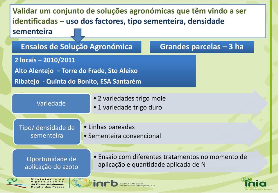 Grandes parcelas 3 ha Variedade Tipo/ densidade de sementeira 2 variedades trigo mole 1 variedade trigo duro Linhas pareadas