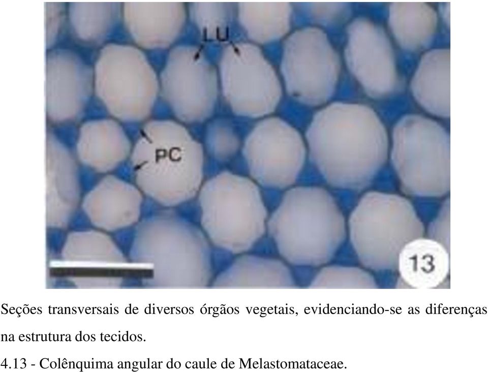 na estrutura dos tecidos. 4.