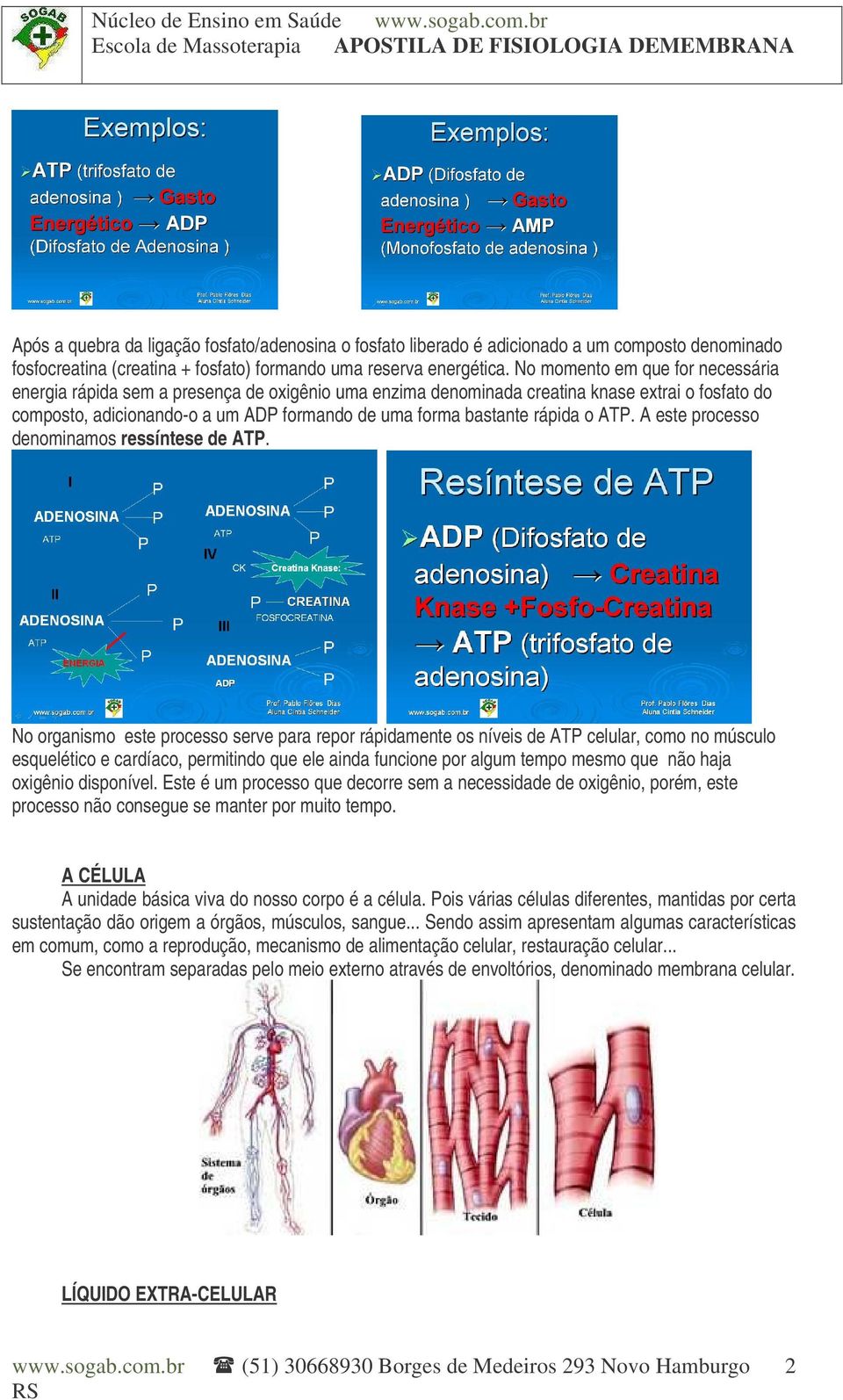 rápida o ATP. A este processo denominamos ressíntese de ATP.