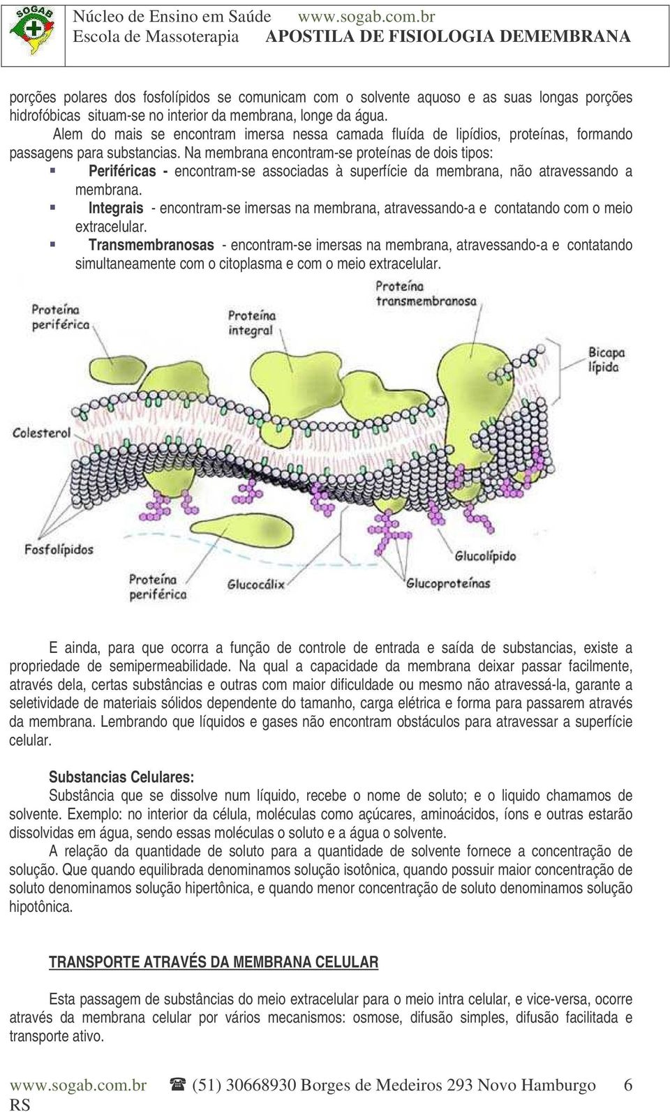 Na membrana encontram-se proteínas de dois tipos: Periféricas - encontram-se associadas à superfície da membrana, não atravessando a membrana.