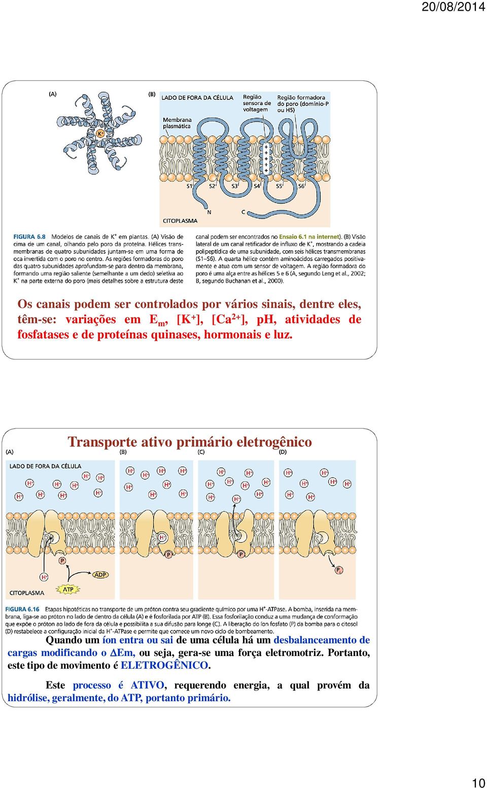 Transporte ativo primário eletrogênico Quando um íon entra ou sai de uma célula há um desbalanceamento de cargas modiicando o
