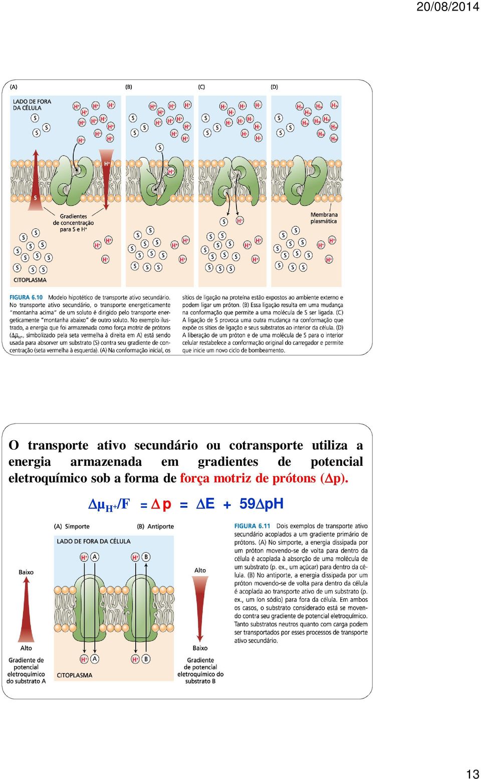 potencial eletroquímico sob a orma de orça