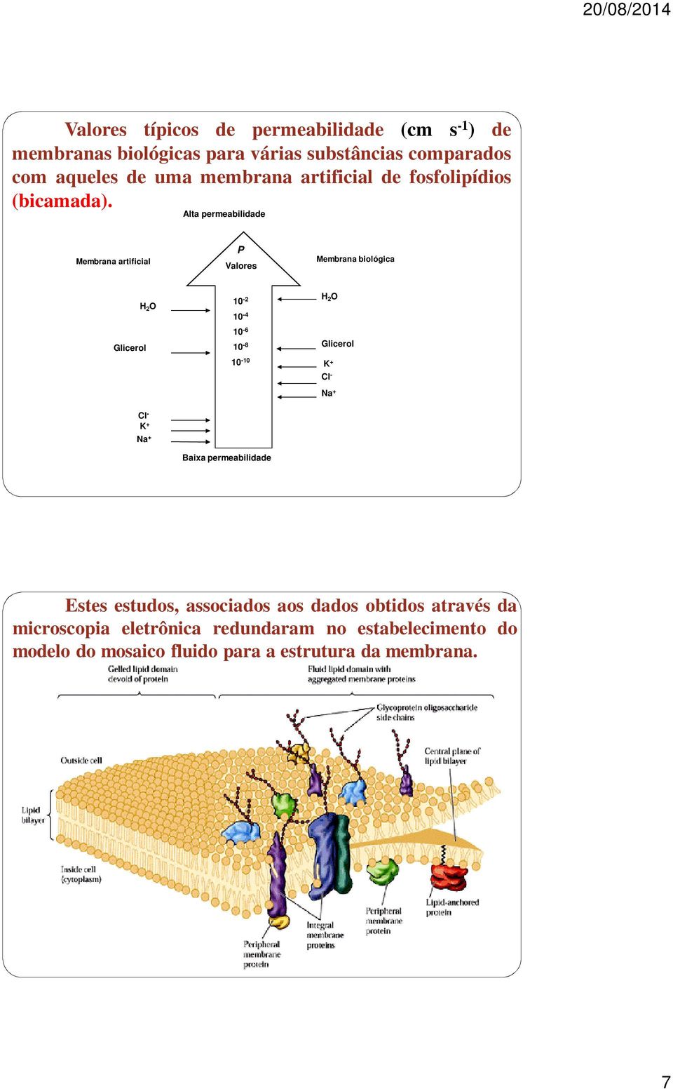 Alta permeabilidade Membrana artiicial P Valores Membrana biológica Glicerol H 2 O 10-2 10-4 10-6 10-8 10-10 H 2 O Glicerol K