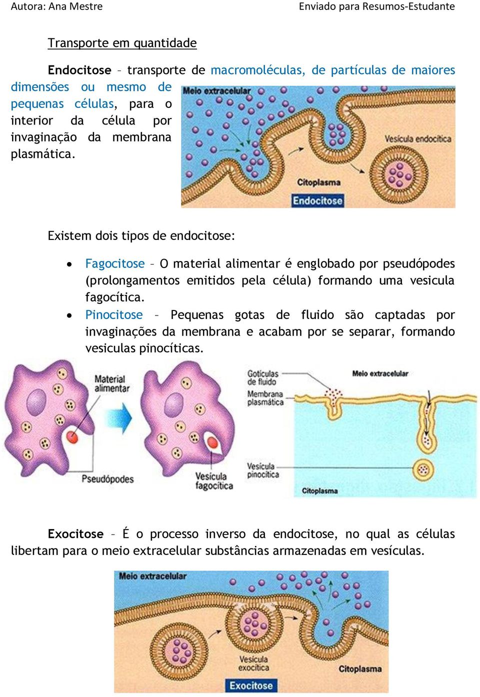 Existem dois tipos de endocitose: Fagocitose O material alimentar é englobado por pseudópodes (prolongamentos emitidos pela célula) formando uma vesicula