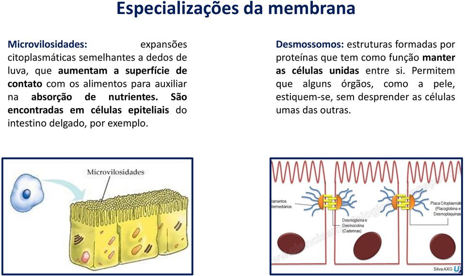 São encontradas em células epiteliais do intestino delgado, por exemplo.