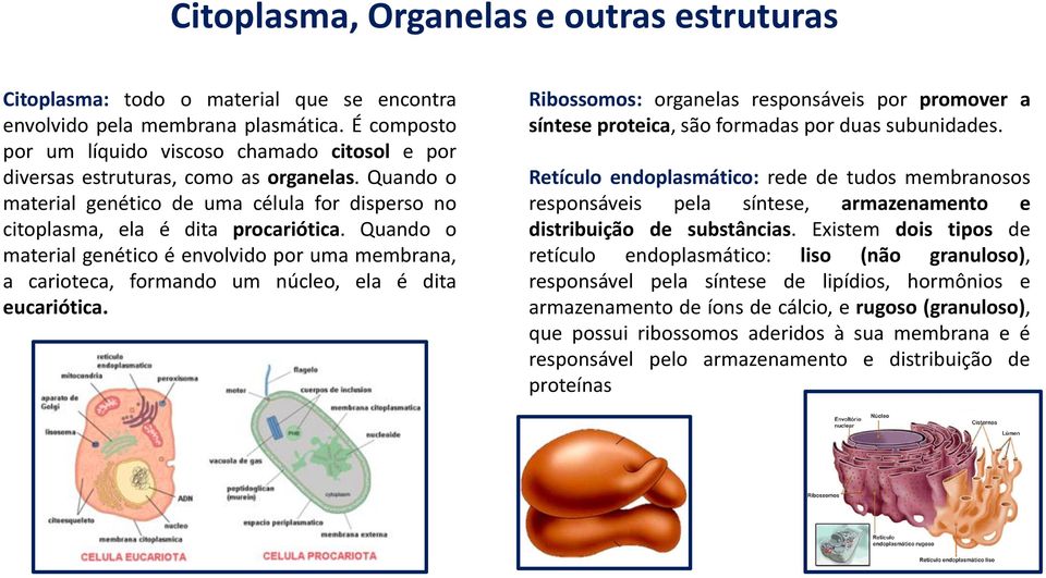 Quando o material genético é envolvido por uma membrana, a carioteca, formando um núcleo, ela é dita eucariótica.