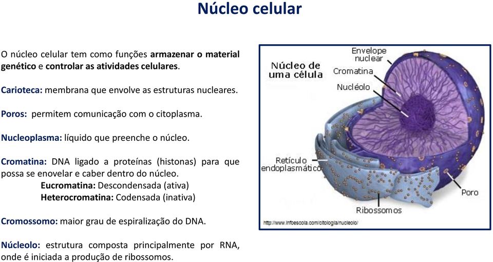 Nucleoplasma: líquido que preenche o núcleo. Cromatina: DNA ligado a proteínas (histonas) para que possa se enovelar e caber dentro do núcleo.