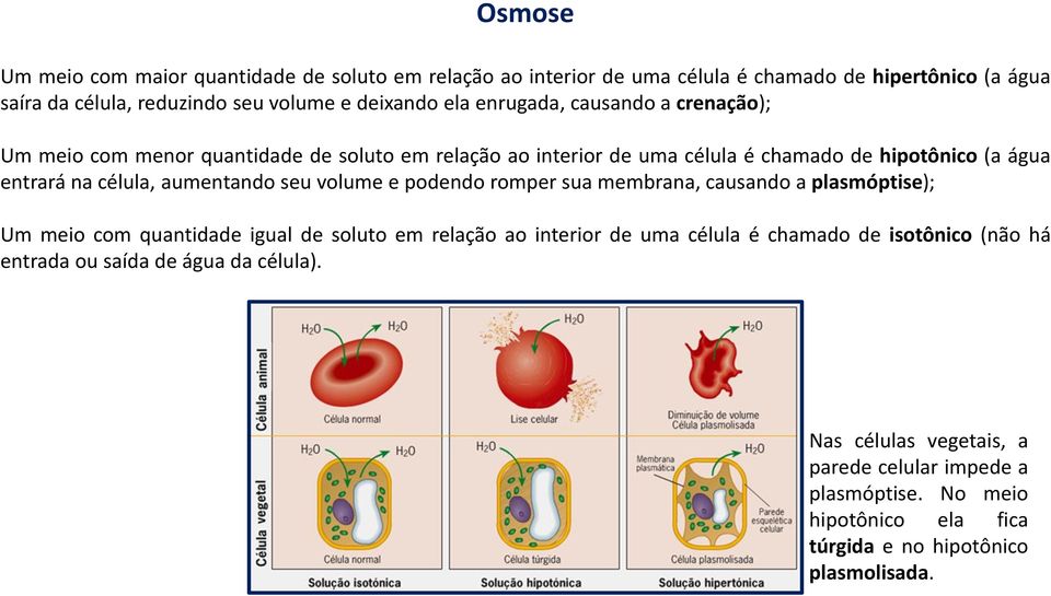 aumentando seu volume e podendo romper sua membrana, causando a plasmóptise); Um meio com quantidade igual de soluto em relação ao interior de uma célula é chamado de