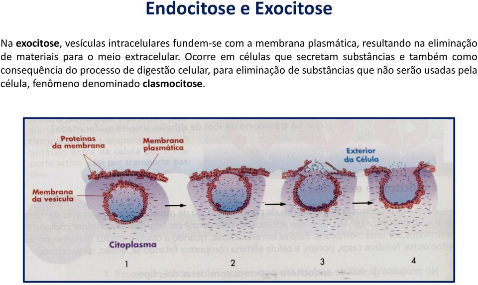 Ocorre em células que secretam substâncias e também como consequência do processo de